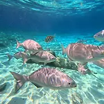 Scuba House! San Miguel, Cozumel