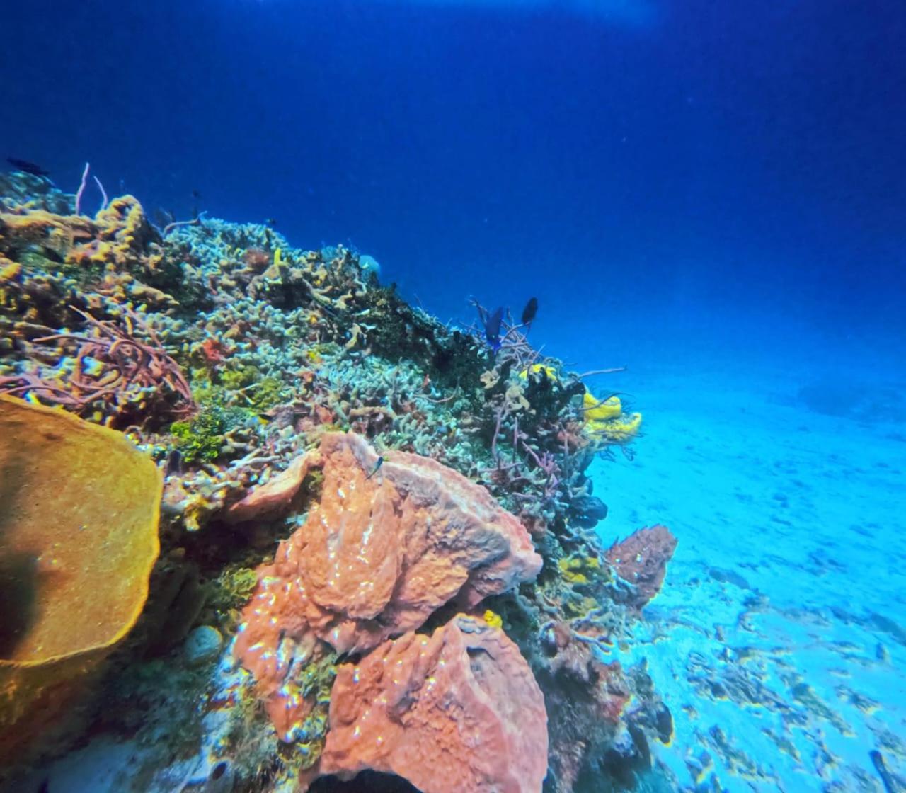 Scuba House! San Miguel, *