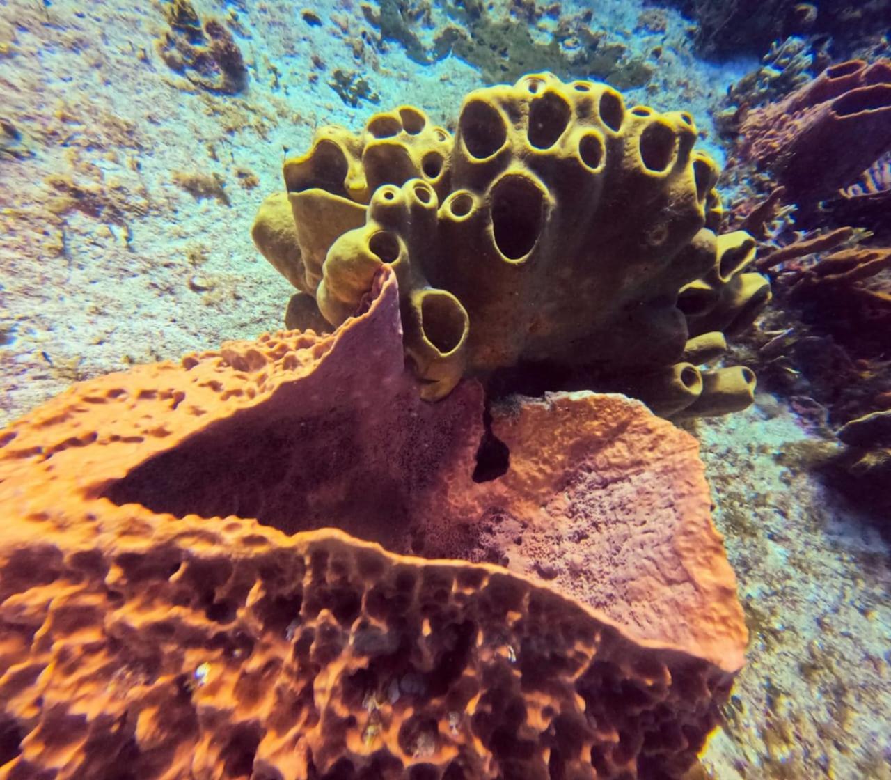 Scuba House! San Miguel, *